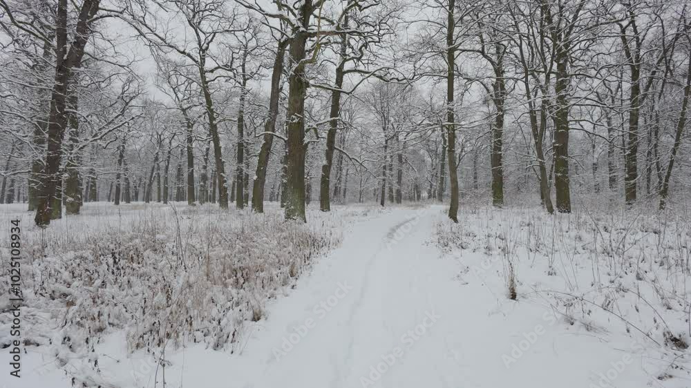 A beautiful walk through the winter forest. Trees, branches and bushes in the snow. Snow everywhere. The path in the forest is covered with snow. A beautiful walk through the winter forest. Trees, branches and bushes in the snow. Snow everywhere. The path in the forest is covered with snow.
