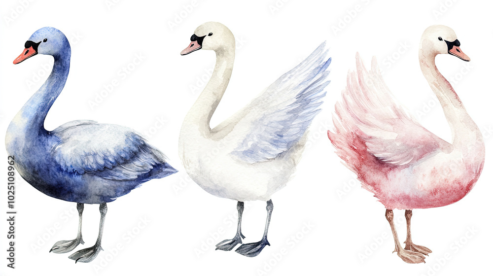 Obraz premium Swan bird, Elegant Watercolor birds hand-painted Isolated. Perfect for designers, nature lovers, creative decor. Clipart