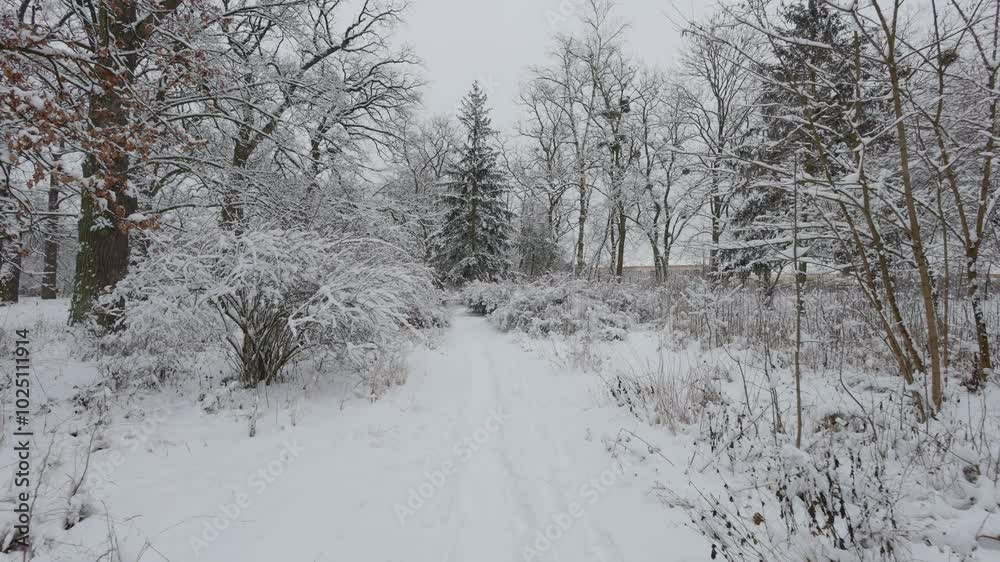 A beautiful walk through the winter forest. Trees, branches and bushes in the snow. Snow everywhere. The path in the forest is covered with snow. A beautiful walk through the winter forest. Trees, branches and bushes in the snow. Snow everywhere. The path in the forest is covered with snow.