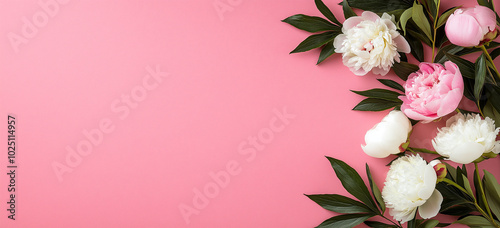 Beautiful pink and white peonies arranged on soft pink background create serene and elegant atmosphere, perfect for floral arrangements or decor