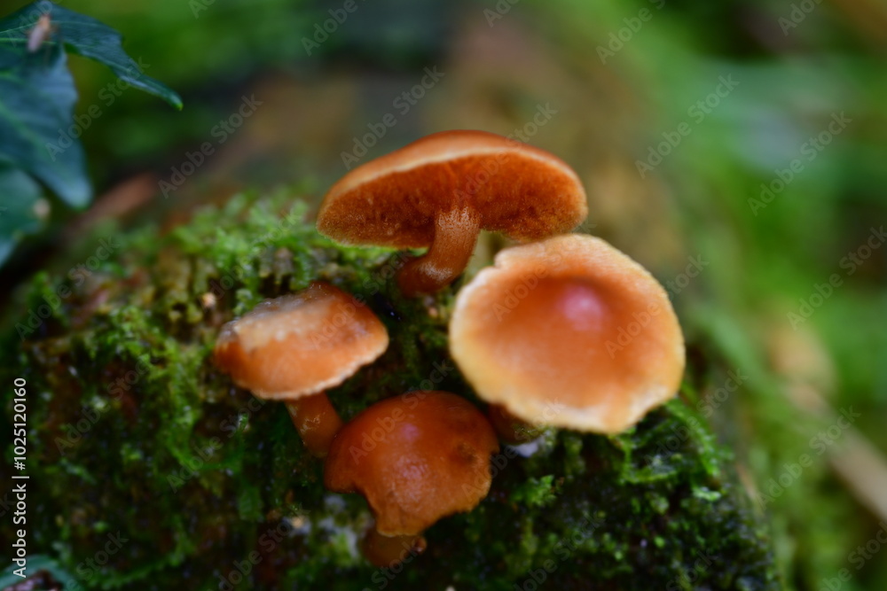 Mushrooms in the forest, macro photography. Brandon Hill, Co. Kilkenny, Ireland Mushrooms in the forest, macro photography. Brandon Hill, Co. Kilkenny, Ireland