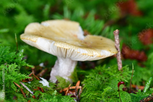 Mushrooms in the forest, macro photography. Brandon Hill, Co. Kilkenny, Ireland