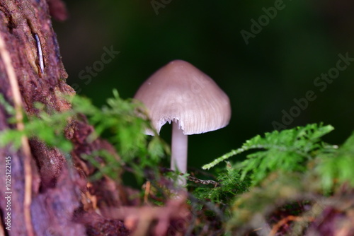 Mushrooms in the forest, macro photography. Brandon Hill, Co. Kilkenny, Ireland