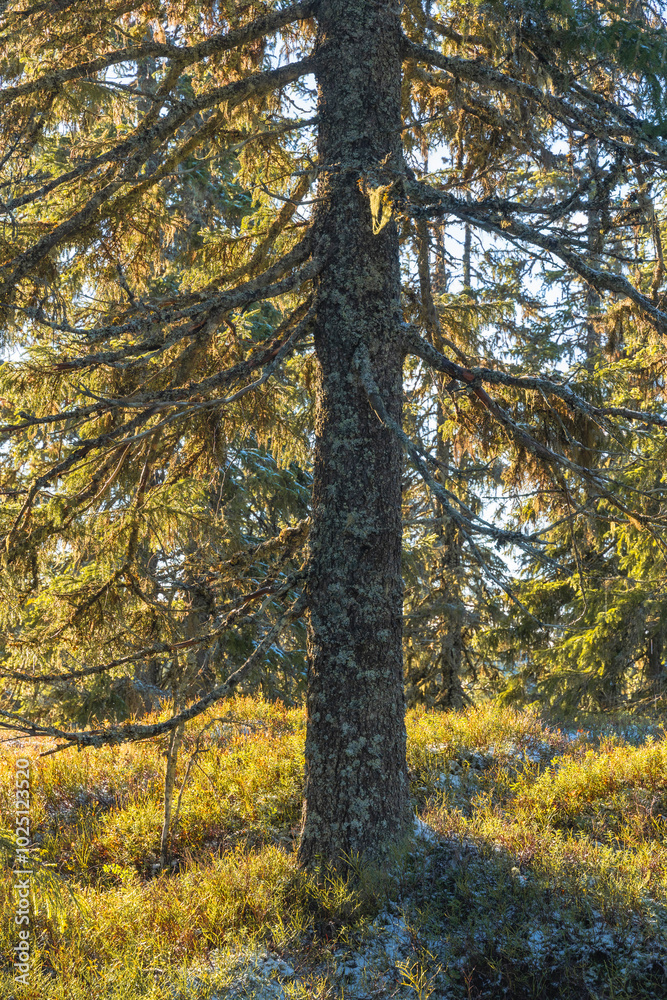 A fir tree from the northern part of the Svartdalstjerna Forest Reserve of the Totenåsen Hills, Norway, in fall. A fir tree from the northern part of the Svartdalstjerna Forest Reserve of the Totenåsen Hills, Norway, in fall.