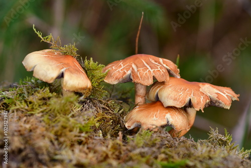 Mushrooms in the forest, macro photography. Brandon Hill, Co. Kilkenny, Ireland