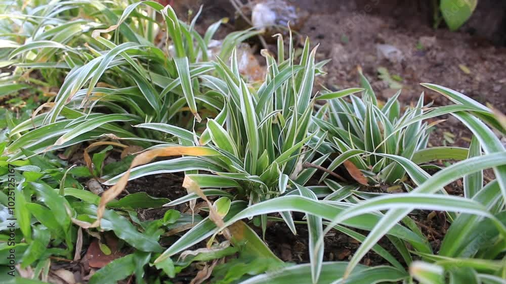 Chlorophytum comosum, commonly called spider plant or spider lily is a species of evergreen perennial flowering plant in the family Asparagaceae. It is native to tropical and southern Africa. Chlorophytum comosum, commonly called spider plant or spider lily is a species of evergreen perennial flowering plant in the family Asparagaceae. It is native to tropical and southern Africa.