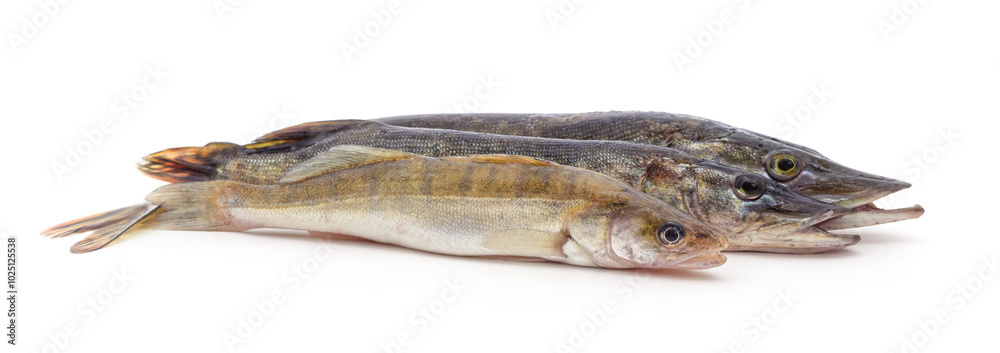 Fresh pike and zander. Fresh pike and zander.