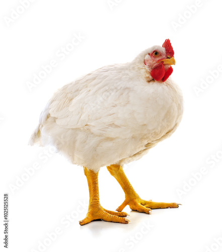 One white cock.