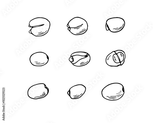Single monochrome peeled and unpeeled nuts set vector hand painted illustration. Black and white drawing of Sacred Lotus or Water Lily Seeds. For kitchen inspired designs, cooking blogs