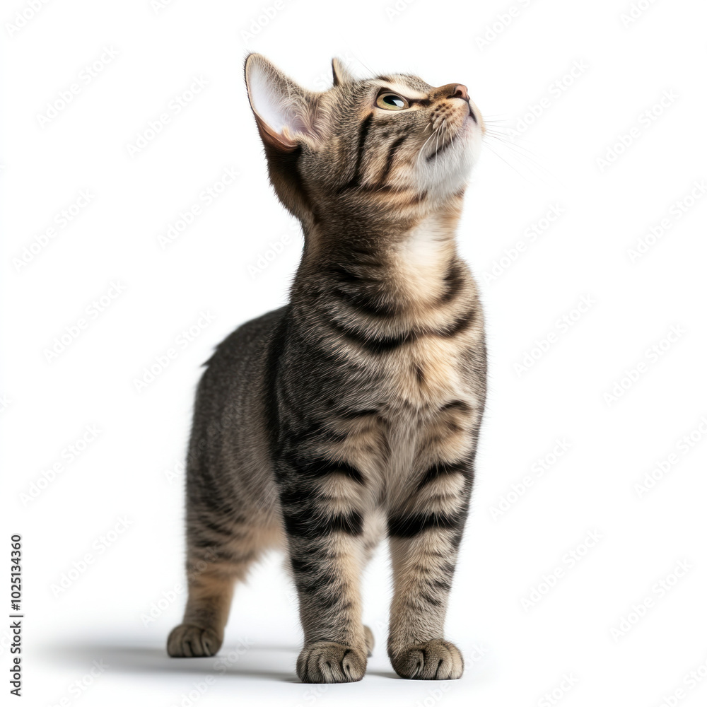 Fototapeta premium Curious tabby cat standing isolated on clean white background, looking up