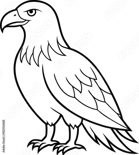 An Eagle outline vector and line art illustration design. Flying Birds like Silhouette. American eagle wild bird of prey soaring. Falcon or hawk carnivore avian animal.