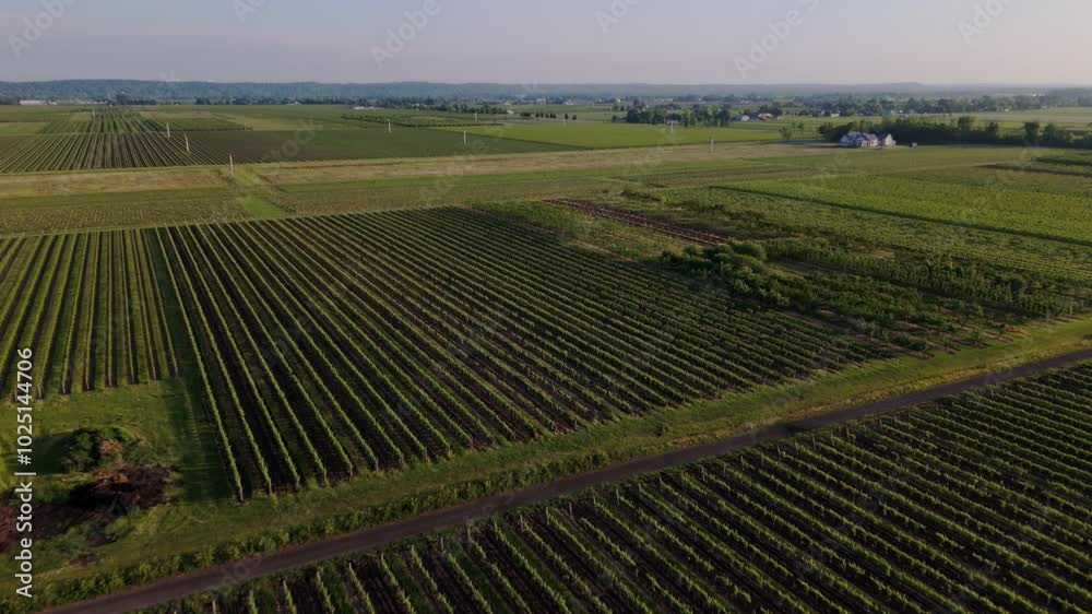 Vineyard in Niagara Peninsula Vineyard in Niagara Peninsula