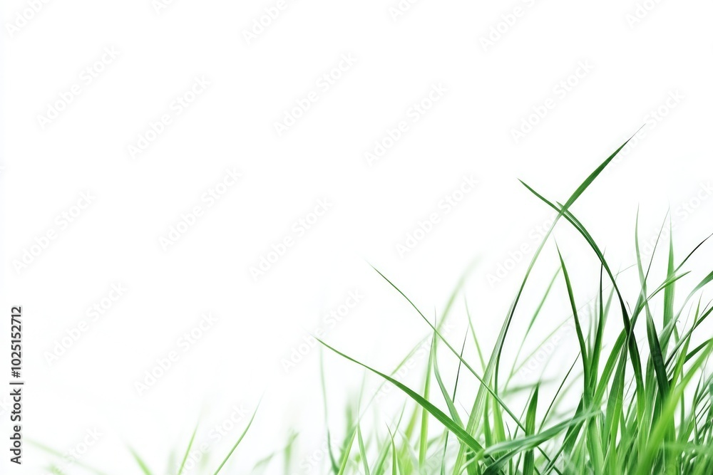 A single bird perched on a verdant grassy landscape, suitable for environmental or nature-themed projects A single bird perched on a verdant grassy landscape, suitable for environmental or nature-themed projects