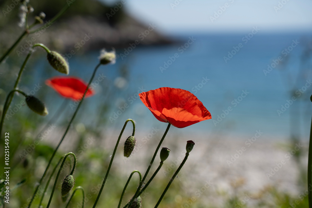 Naklejka premium Red Croatian Beach Poppy