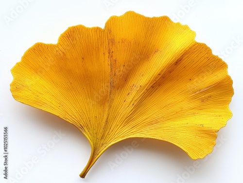 A yellow ginkgo leaf with its unique fan shape and gentle curvature, isolated on white background  photo