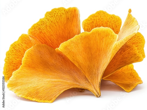 A yellow ginkgo leaf with its unique fan shape and gentle curvature, isolated on white background