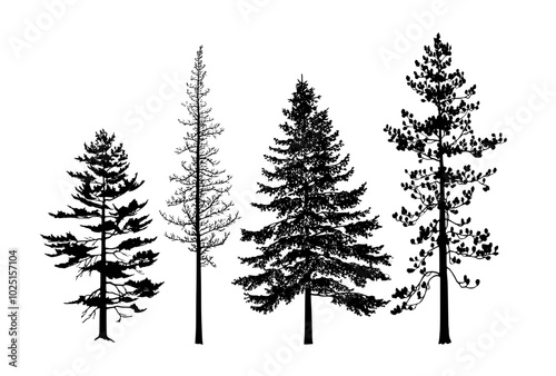 Winter Pine Trees Silhouette Vector Set photo