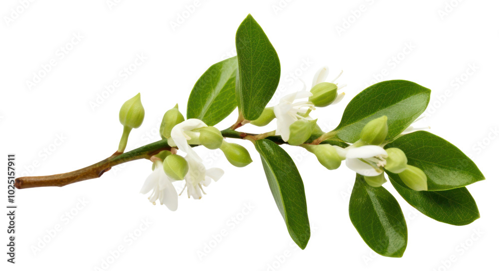 Fototapeta premium PNG Mistletoe flower blossom plant.