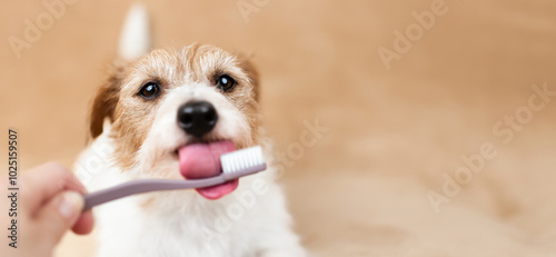 Photography Hand giving toothbrush to a healthy dog to licking it