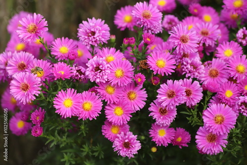 Purple Aster dumosus Kassel flowers in garden. 