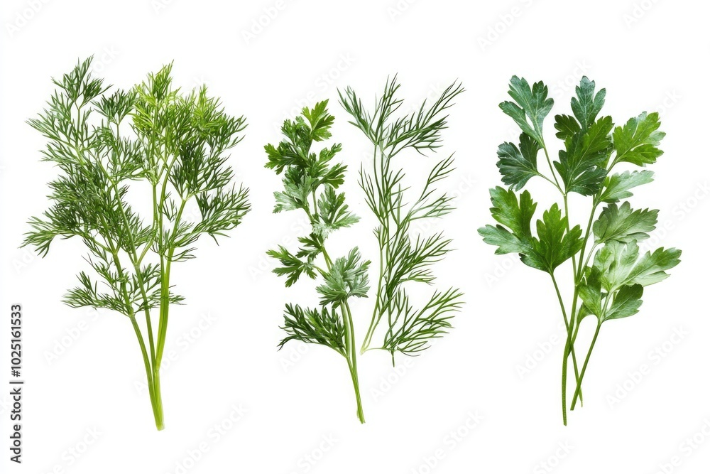Fresh herbs arranged on a clean white surface Fresh herbs arranged on a clean white surface