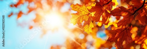 Autumn leaves bathed in warm sunlight against a blue sky, symbolizing the beauty of change, the warmth of the season, and the vibrant colors of nature.