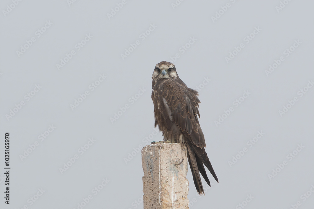 laggar falcon or Falco jugger or lugger falcon at Jorbeer in Rajasthan, India laggar falcon or Falco jugger or lugger falcon at Jorbeer in Rajasthan, India