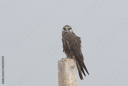 laggar falcon or Falco jugger or lugger falcon at Jorbeer in Rajasthan, India photo