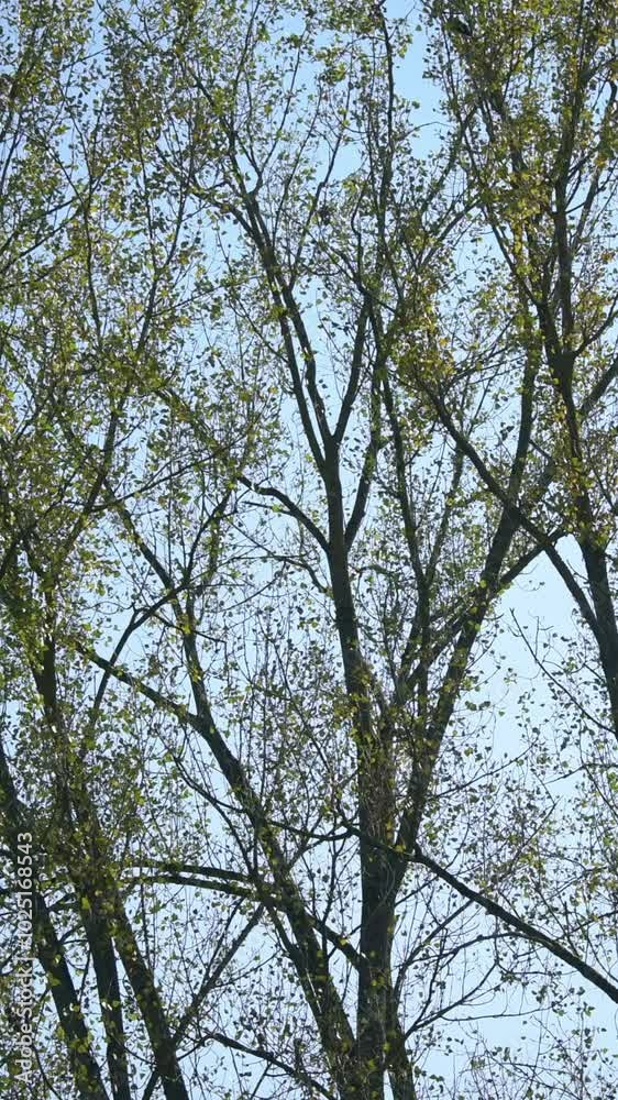 Tall tree with foliage leaves moving in the wind and blue sky background, vertical video Tall tree with foliage leaves moving in the wind and blue sky background, vertical video