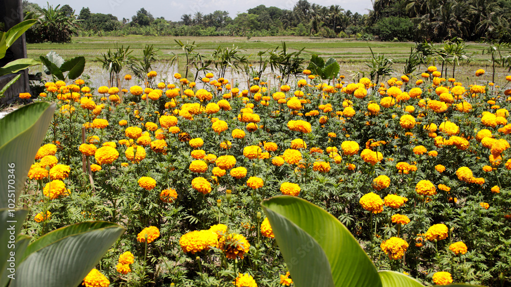 Obraz premium Vibrant yellow marigold flowers blooming in a rural field under a sunny sky with lush green rice paddies in the background creating a picturesque agricultural landscape