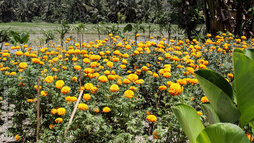Vibrant yellow marigold flowers blooming in a rural field under a sunny sky with lush green rice paddies in the background creating a picturesque agricultural landscape