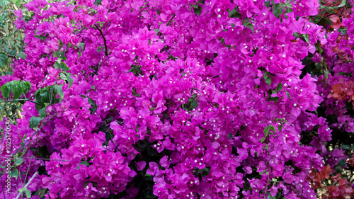 Bright vibrant pink bougainvillea flowers in full bloom outdoors against green foliage in a garden setting