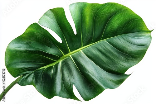 A bright green philodendron leaf with a smooth surface and prominent midrib, isolated on white background  photo