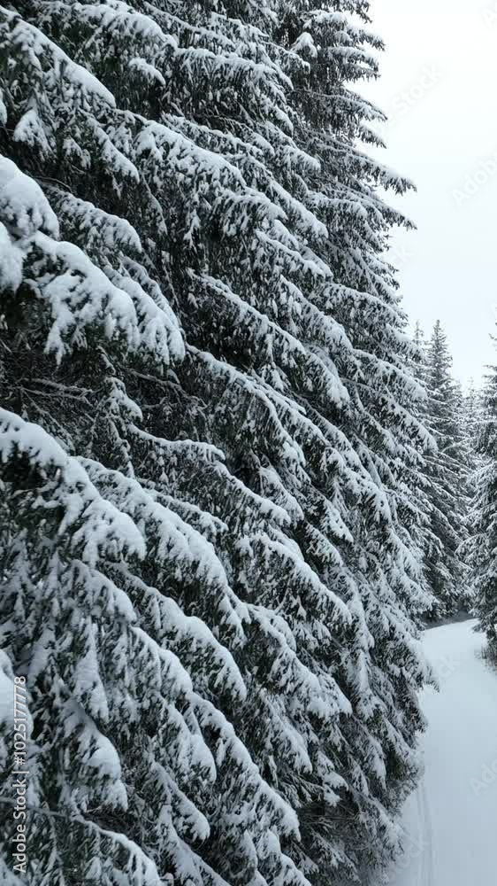 Snow Covered Trees
Snow Covered Trees