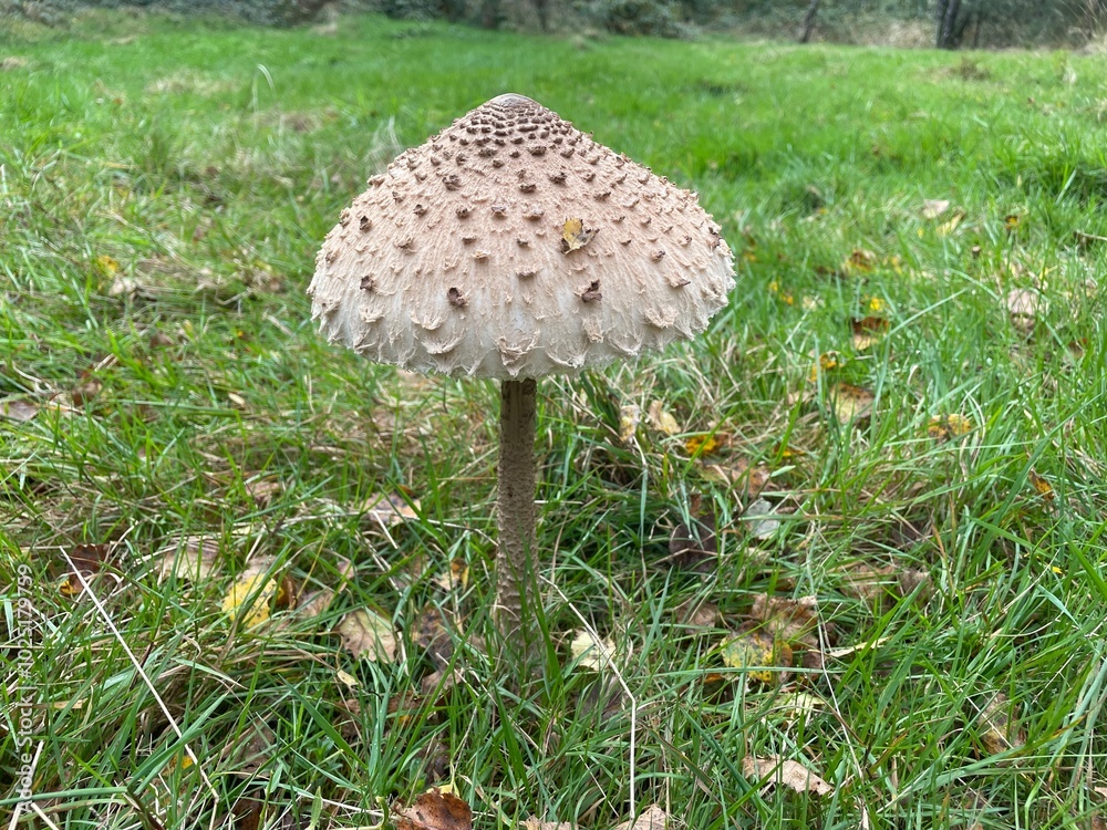 Mushrooms in the forest? It is autumn !