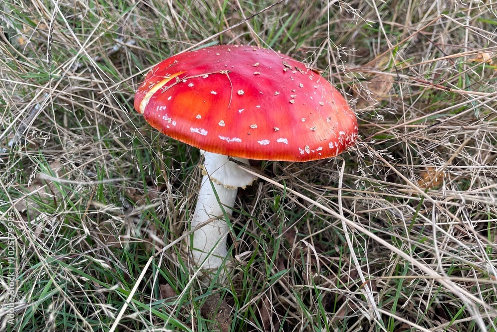 Fly fungus red with white dots Mushroom in the forest during autumn