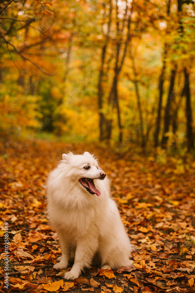dog running in the park during autumn