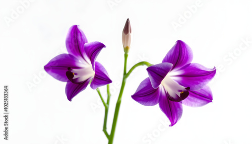 Fresh freesia flowers isolated with white highlights, png