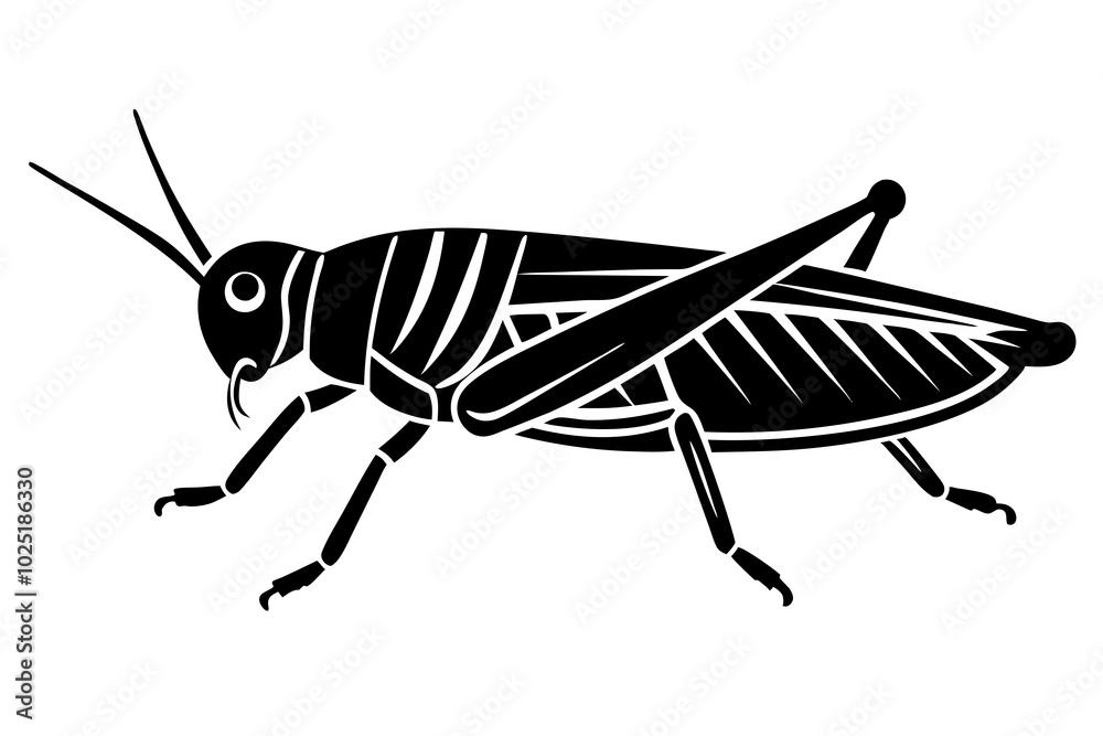 grasshopper isolated on white background grasshopper isolated on white background