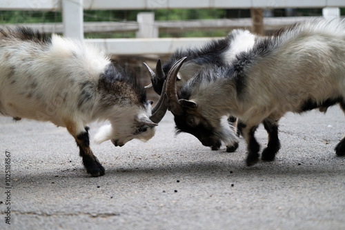 Goats engaging in a playful headbutting activity on a gravel path at a farm during a sunny day photo