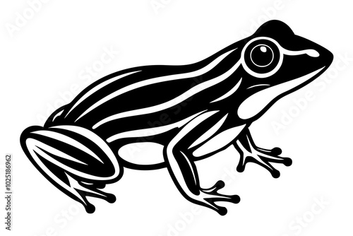 frog on white background