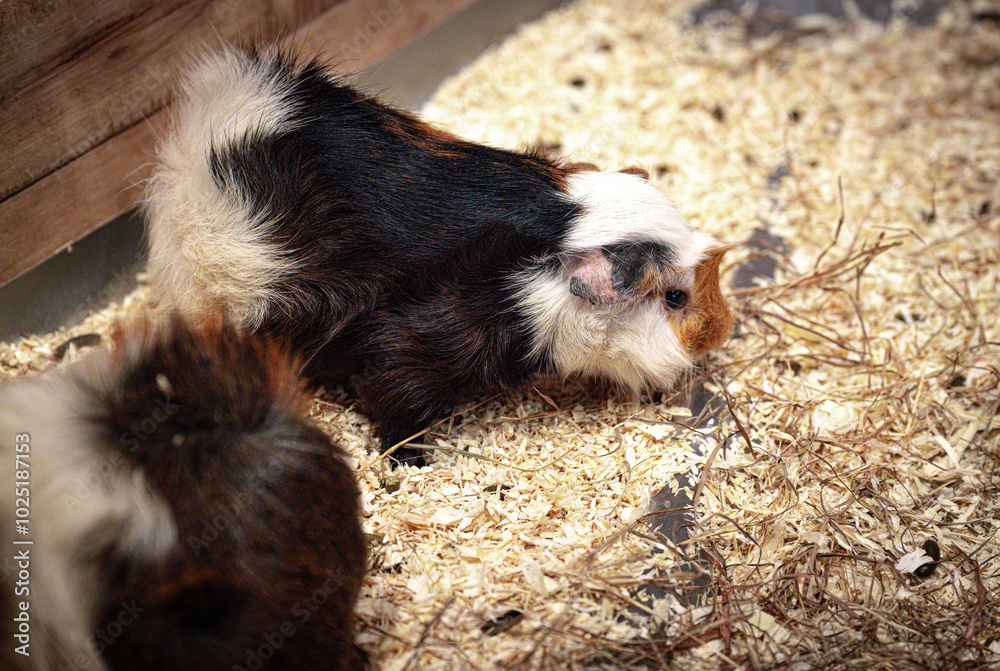 Two adorable guinea pigs resting in a cozy habitat filled with straw and wood shavings during a sunny afternoon in a pet store Two adorable guinea pigs resting in a cozy habitat filled with straw and wood shavings during a sunny afternoon in a pet store