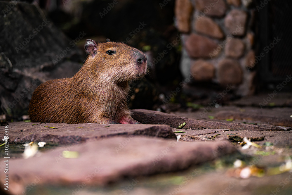 A capybara sitting calmly on stone steps in a lush garden setting during the late afternoon A capybara sitting calmly on stone steps in a lush garden setting during the late afternoon