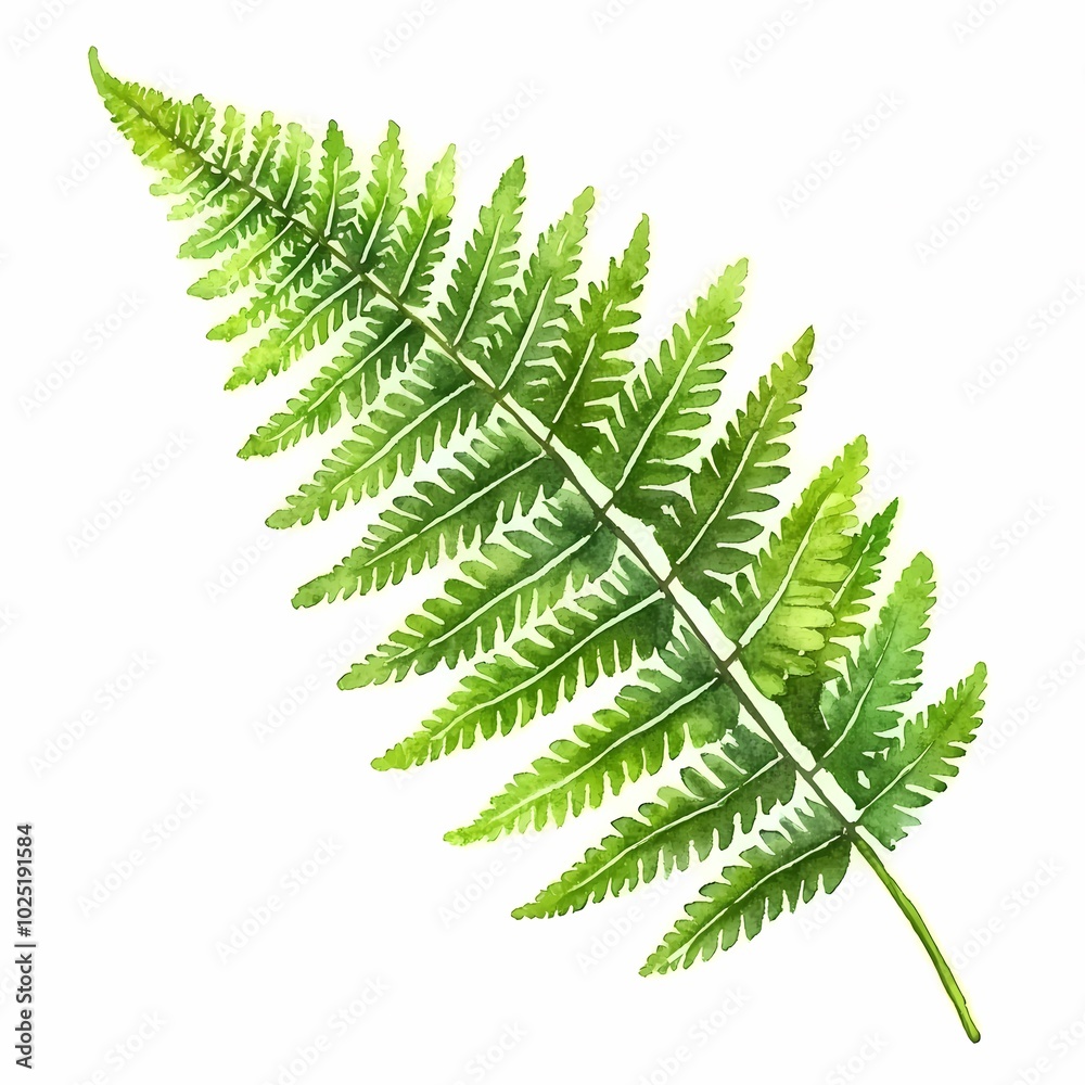 Delicate Watercolor Painting of a Fern Leaf Delicate Watercolor Painting of a Fern Leaf