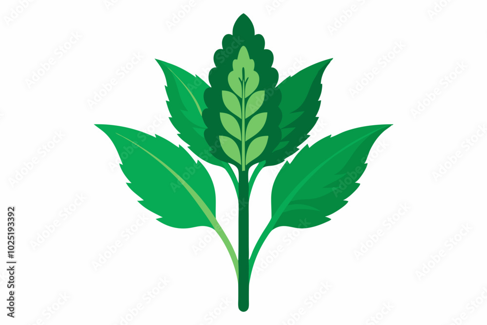 Naklejka premium Amaranth greens Amaranthus spp creative vector design