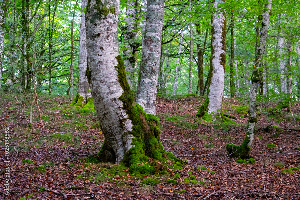 birch grove in spring birch grove in spring