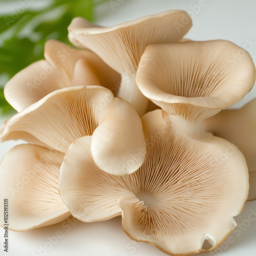 Oyster Mushroom Isolated