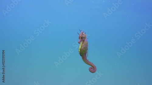 Colorful Seahorse swims in turquoise water column and looking at camera, Slow motion, Long Snouted Seahorse (Hippocampus guttulatus) photo