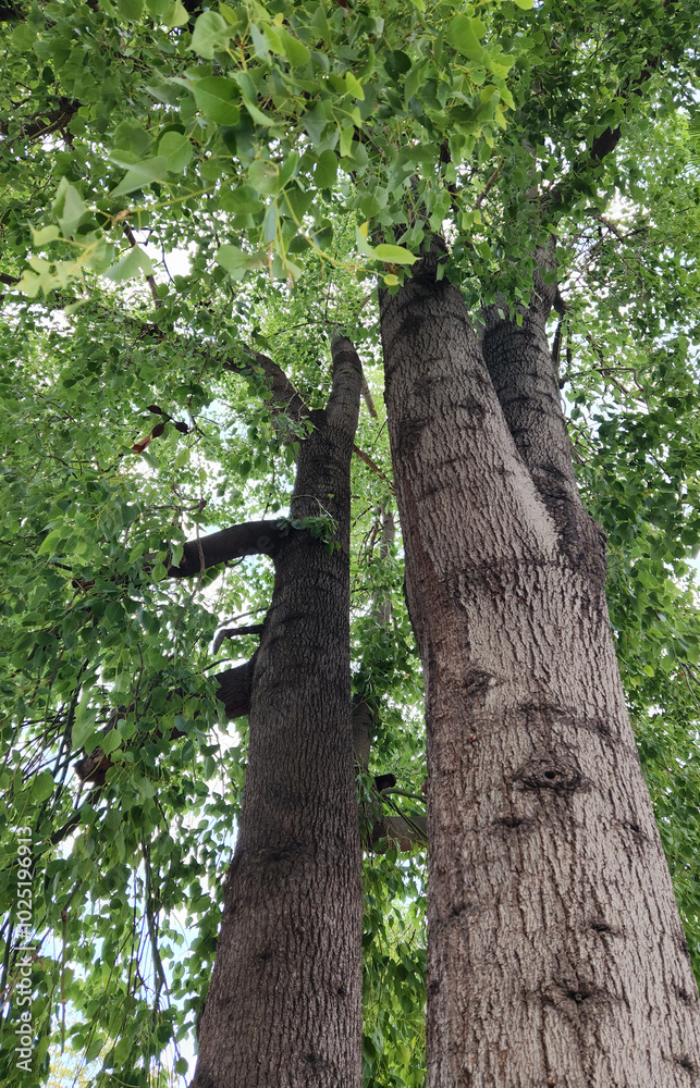 Fototapeta premium Tall kurrajong trees or bottle trees (Brachychiton populneus) in a city park in autumn
