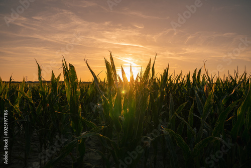 Sun setting behind a corn field